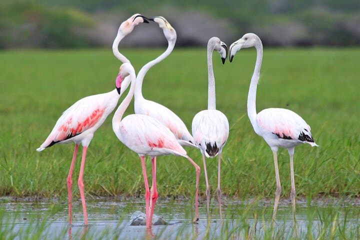Bundala National Park Safari from Hambantota — Flamingos, Elephants & Coastal Wetlands photo 5