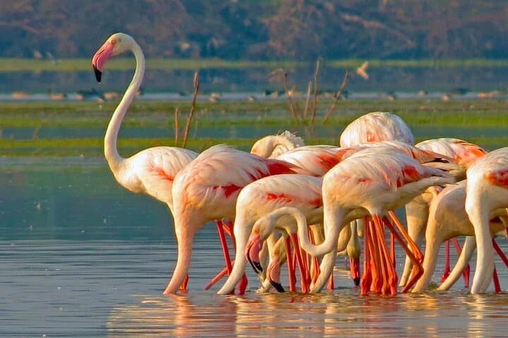 Bundala National Park Safari from Hambantota — Flamingos, Elephants & Coastal Wetlands photo 3