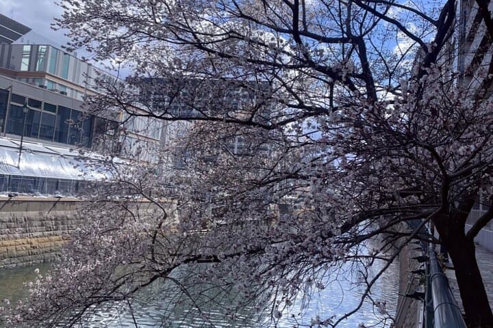 Nagoya Cherry Blossom Private Sightseeing Tour: Castle Views & Hidden Parks photo 3