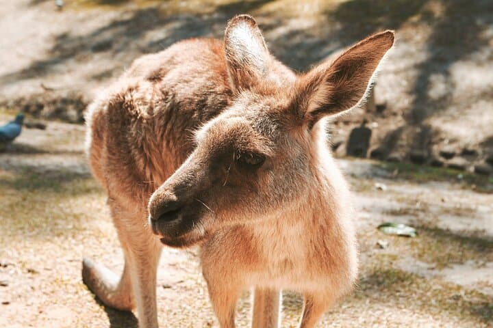 Port Stephens Animal Lovers Tour: Dolphins, Kangaroos & Sand Dunes from Newcastle photo 6