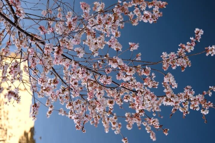 Nagoya Cherry Blossom Private Sightseeing Tour: Castle Views & Hidden Parks photo 5