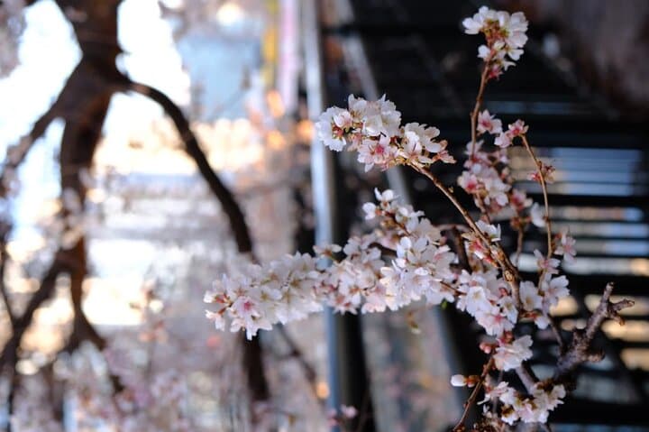 Nagoya Cherry Blossom Private Sightseeing Tour: Castle Views & Hidden Parks photo 6