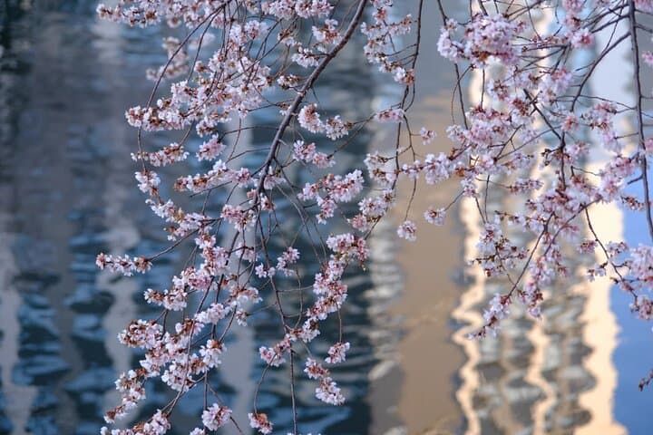Nagoya Cherry Blossom Private Sightseeing Tour: Castle Views & Hidden Parks