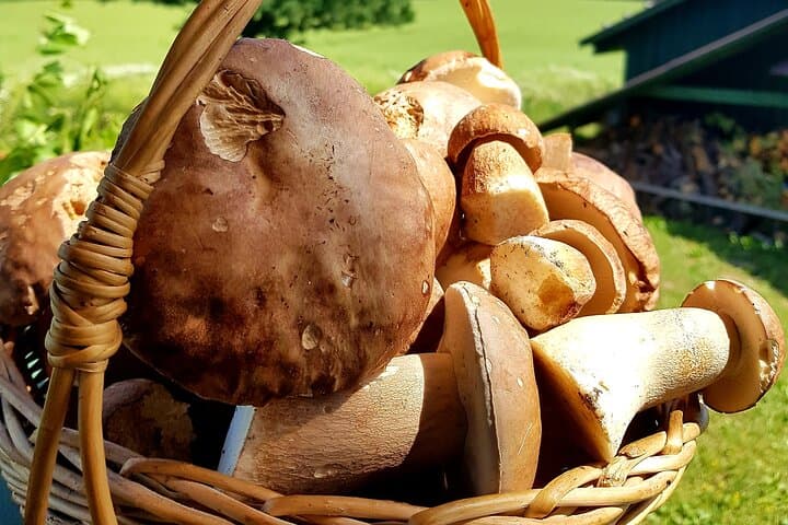 Autumn Mushroom Foraging in Latvia: Guided Riga Forest Foraging Experience