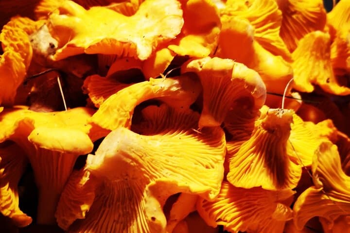 Autumn Mushroom Foraging in Latvia: Guided Riga Forest Foraging Experience photo 3