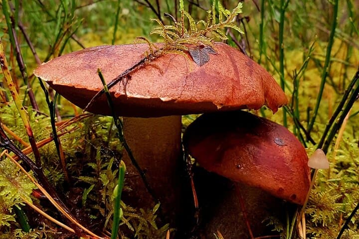 Autumn Mushroom Foraging in Latvia: Guided Riga Forest Foraging Experience photo 4