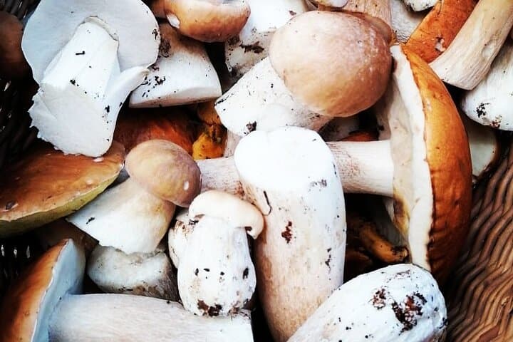 Autumn Mushroom Foraging in Latvia: Guided Riga Forest Foraging Experience photo 5