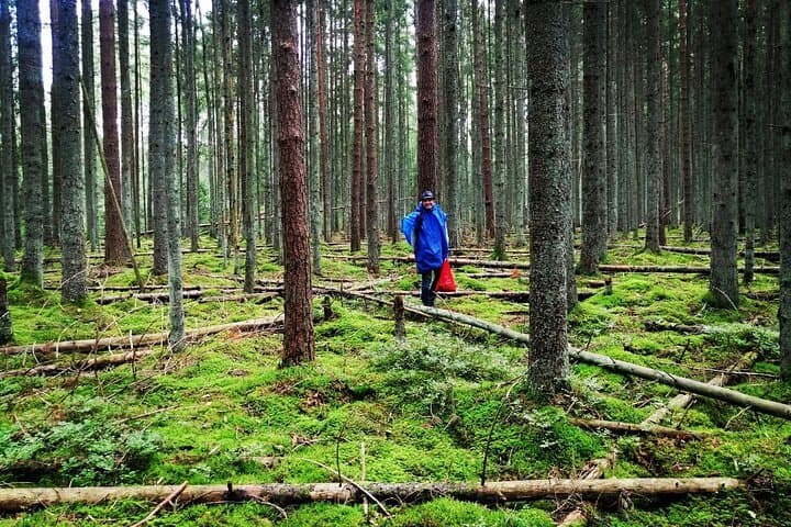 Autumn Mushroom Foraging in Latvia: Guided Riga Forest Foraging Experience photo 6