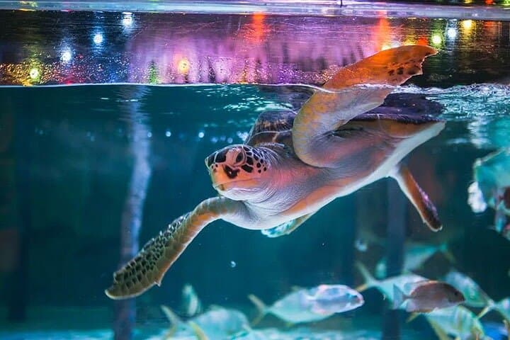 SEA LIFE Bangkok Ocean World: The Aquarium Beneath Siam Paragon photo 3