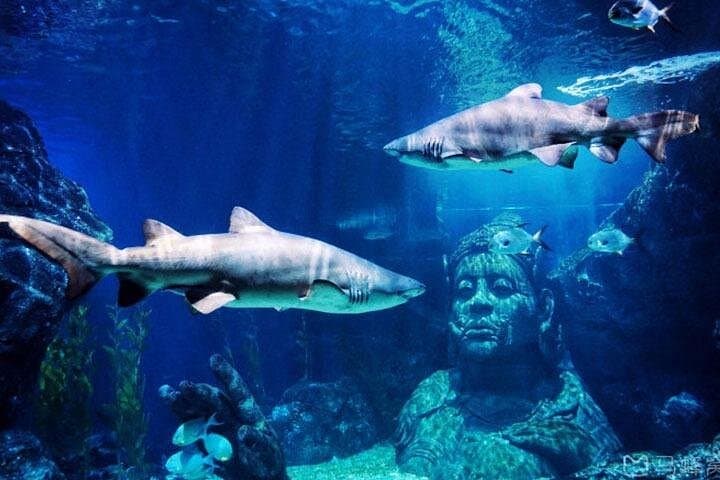SEA LIFE Bangkok Ocean World: The Aquarium Beneath Siam Paragon photo 1