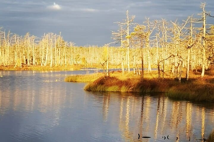 Cenu Bog Walking Trail Near Riga — Quiet Boardwalks Through Latvia's Moorland