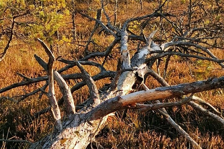Cenu Bog Walking Trail Near Riga — Quiet Boardwalks Through Latvia's Moorland photo 2
