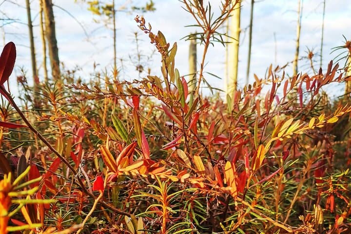 Cenu Bog Walking Trail Near Riga — Quiet Boardwalks Through Latvia's Moorland photo 4
