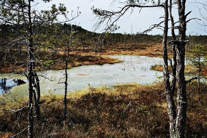 Cenu Bog Walking Trail Near Riga — Quiet Boardwalks Through Latvia's Moorland photo 5