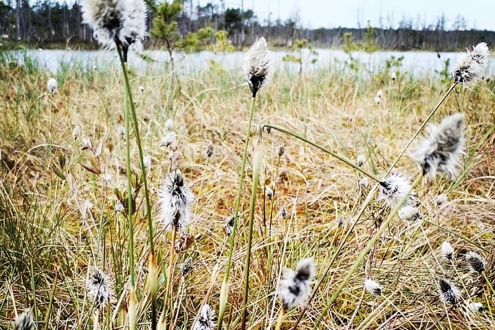 Cenu Bog Walking Trail Near Riga — Quiet Boardwalks Through Latvia's Moorland photo 6