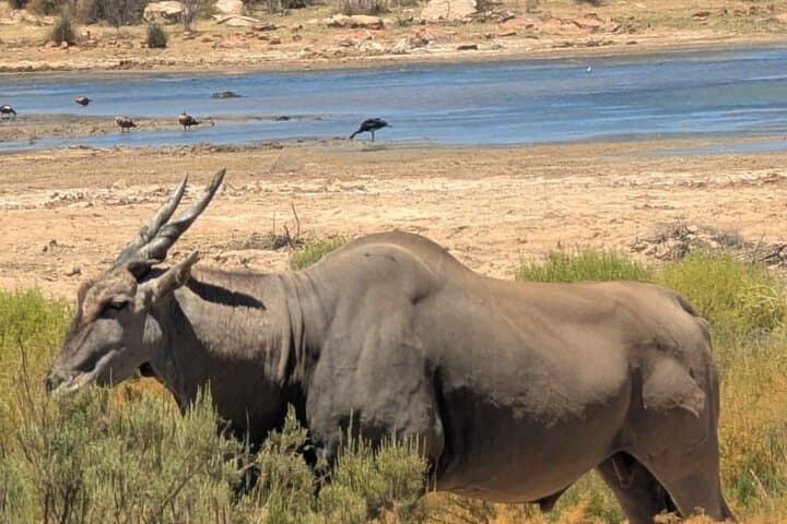 Sunset Big Five Safari at Aquila Private Game Reserve — Cape Town Day Trip photo 3