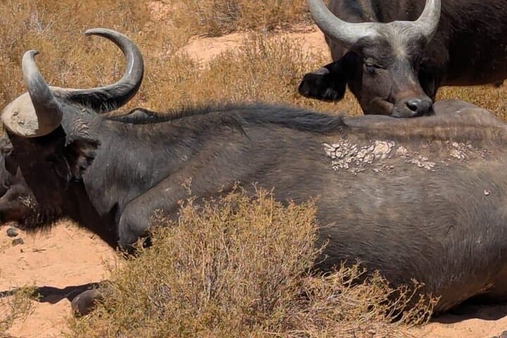 Sunset Big Five Safari at Aquila Private Game Reserve — Cape Town Day Trip photo 4