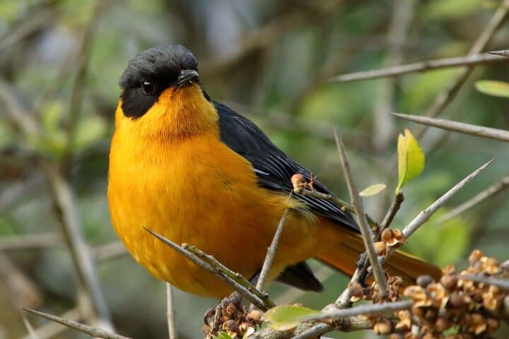 Treetop Birding at Dlinza Forest: Aerial Boardwalk Birdwatching from Richards Bay