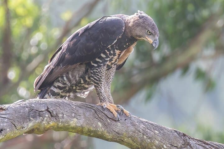Treetop Birding at Dlinza Forest: Aerial Boardwalk Birdwatching from Richards Bay photo 2