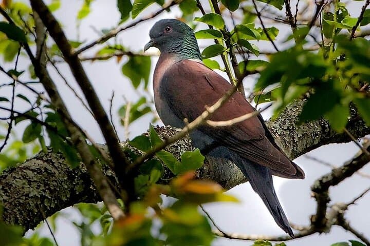 Treetop Birding at Dlinza Forest: Aerial Boardwalk Birdwatching from Richards Bay photo 3