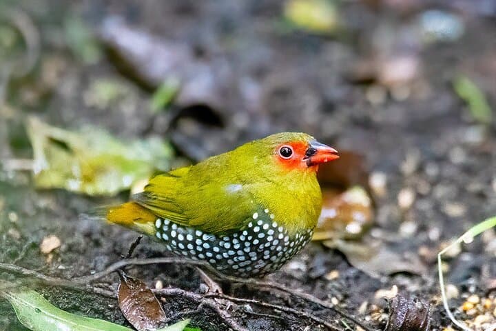 Treetop Birding at Dlinza Forest: Aerial Boardwalk Birdwatching from Richards Bay photo 4
