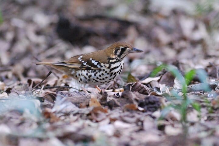 Treetop Birding at Dlinza Forest: Aerial Boardwalk Birdwatching from Richards Bay photo 5