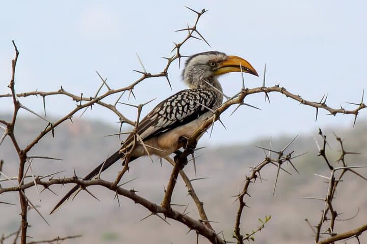 Treetop Birding at Dlinza Forest: Aerial Boardwalk Birdwatching from Richards Bay photo 6