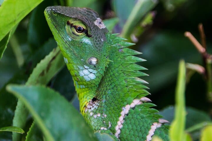 Sinharaja Rainforest Trek from Hambantota — Full-Day Guided Wildlife & Waterfall Hike