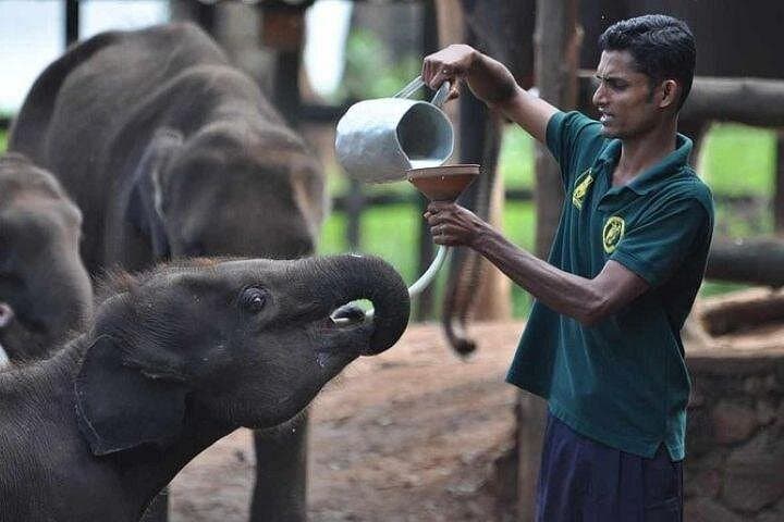 Udawalawe Jeep Safari From Bentota: Day Trip to See Wild Elephants photo 2