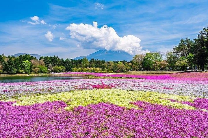 Private Mt. Fuji Shibazakura Spring Tour from Tokyo — Shibazakura Fields & Chureito Pagoda photo 1