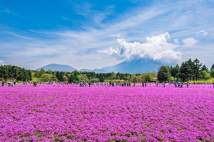 Private Mt. Fuji Shibazakura Spring Tour from Tokyo — Shibazakura Fields & Chureito Pagoda photo 2