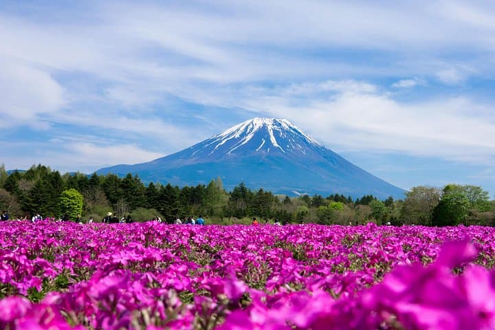 Private Mt. Fuji Shibazakura Spring Tour from Tokyo — Shibazakura Fields & Chureito Pagoda photo 3