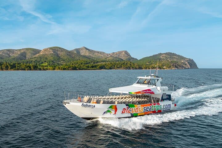 Fast Boat Dolphin Watching in Mallorca — Alcúdia High-Speed Dolphin Adventure photo 4