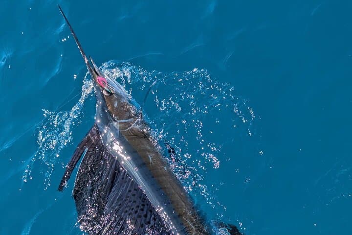 Six-Hour Deep Sea Fishing Charter in Key West on a 45-ft Hatteras photo 5