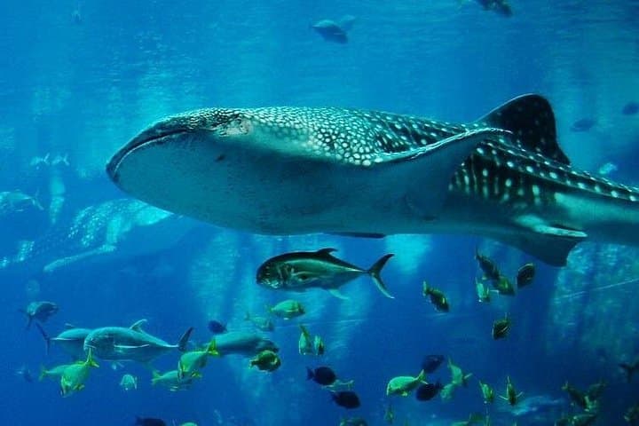 Mnemba Atoll Marine Safari: Snorkel with Dolphins & Coral Reefs photo 4