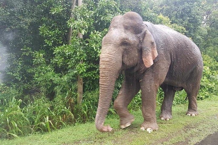 Minneriya Jeep Safari & Cultural Shopping Tour from Trincomalee photo 2