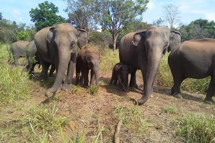 Minneriya Jeep Safari & Cultural Shopping Tour from Trincomalee photo 4