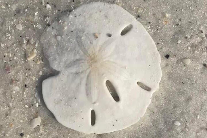 Shell Key Island Adventure: 2.5-Hour Dolphin Cruise & Shelling from St. Petersburg photo 3