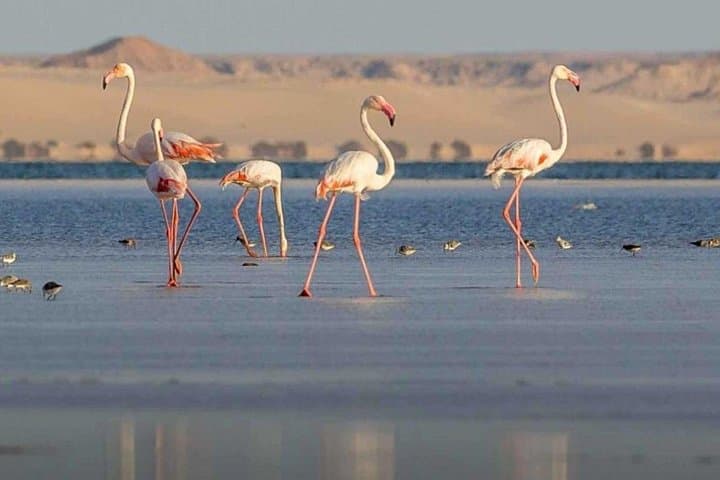 Dakhla Tropic of Cancer: Private Desert, White Dune & Coastal Springs Tour photo 4