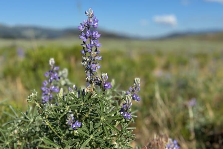 Private Hidden-Gems Hiking Tour from West Yellowstone — Full-Day Wildlife & Backcountry Experience photo 6