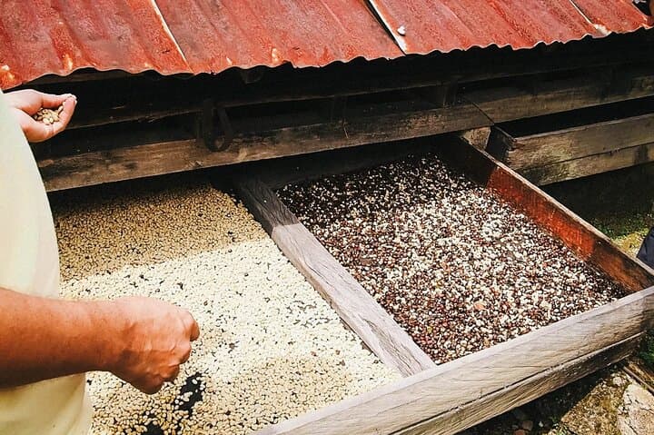 Medellín Coffee Tour: From Bean to Cup in Antioquia photo 5