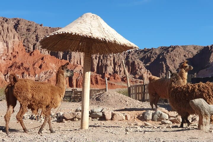 Full-Day Cafayate Tour from Salta: Quebrada de las Conchas & Winery Tasting photo 5