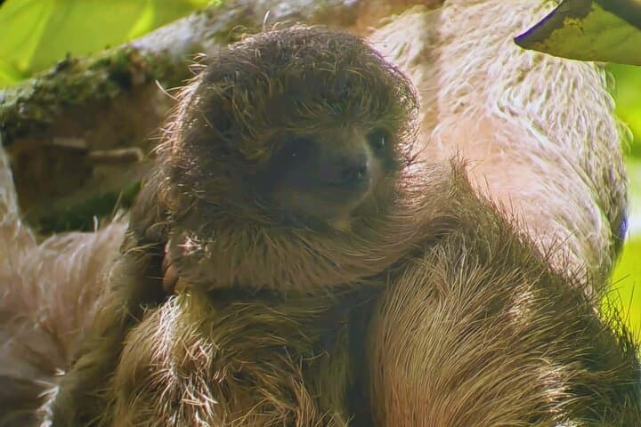 Private Rainforest Day Tour in Bijagua: Sloths, Waterfalls, Hanging Bridges & Coffee Tasting photo 1