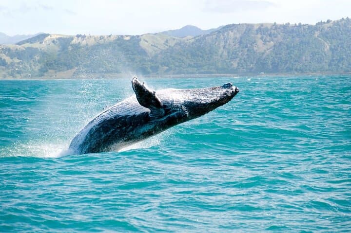 Imiloa Express Kauai Whale Watch & Cocktail Catamaran Cruise