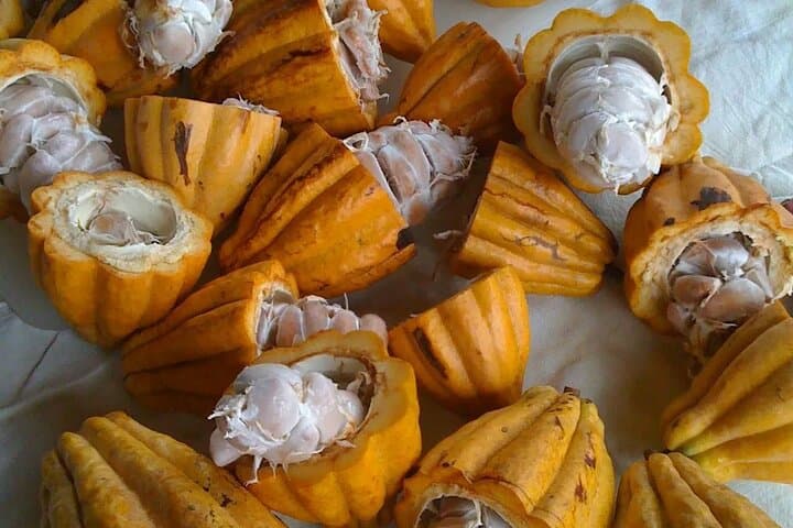 Princeville Botanical Gardens Walking Tour & Gourmet Chocolate Tasting, Kauai