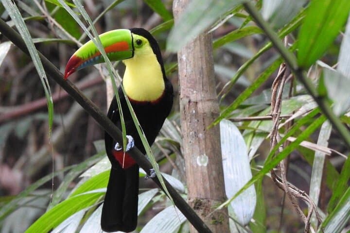 Birdwatching on Pipeline Road: Gamboa Discovery Center Day Trip