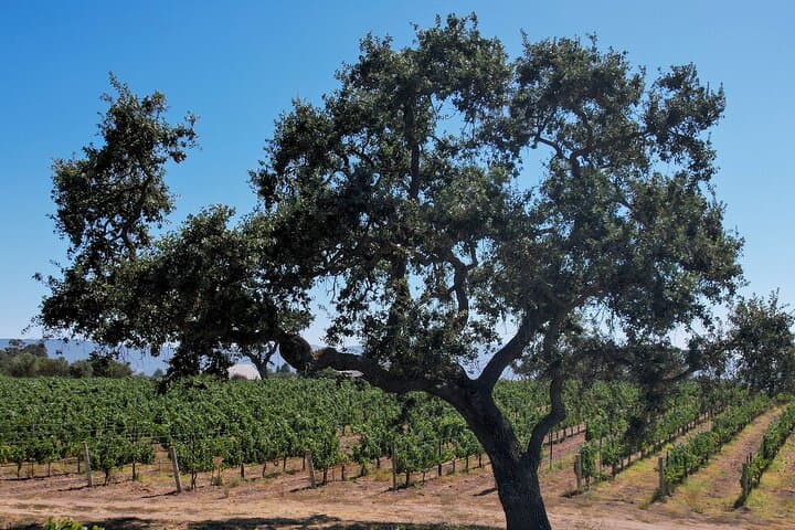 Santa Ynez Valley Wine Tour: 3 Wineries + Picnic from Santa Barbara photo 4