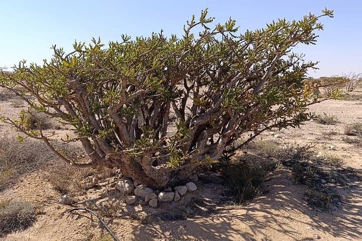 Salalah to Rub Al Khali: Full-Day Private 4x4 to the Empty Quarter & Frankincense Sites photo 4