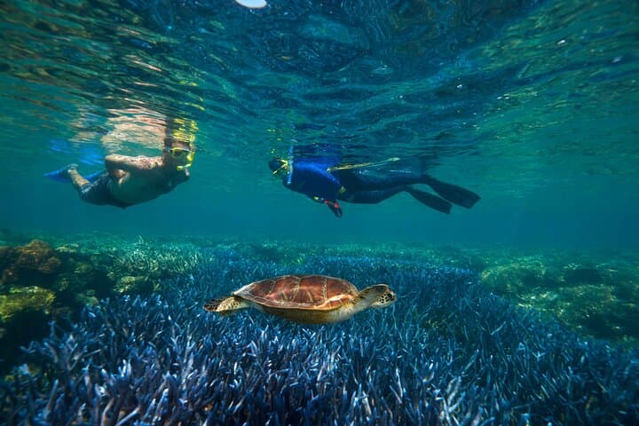 Outer Great Barrier Reef Snorkel Cruise to Agincourt Reef from Port Douglas photo 2