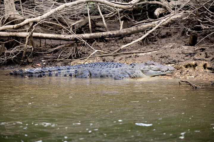 Daintree Rainforest & Mossman Gorge Day Trip: Cape Tribulation Tour from Port Douglas photo 6